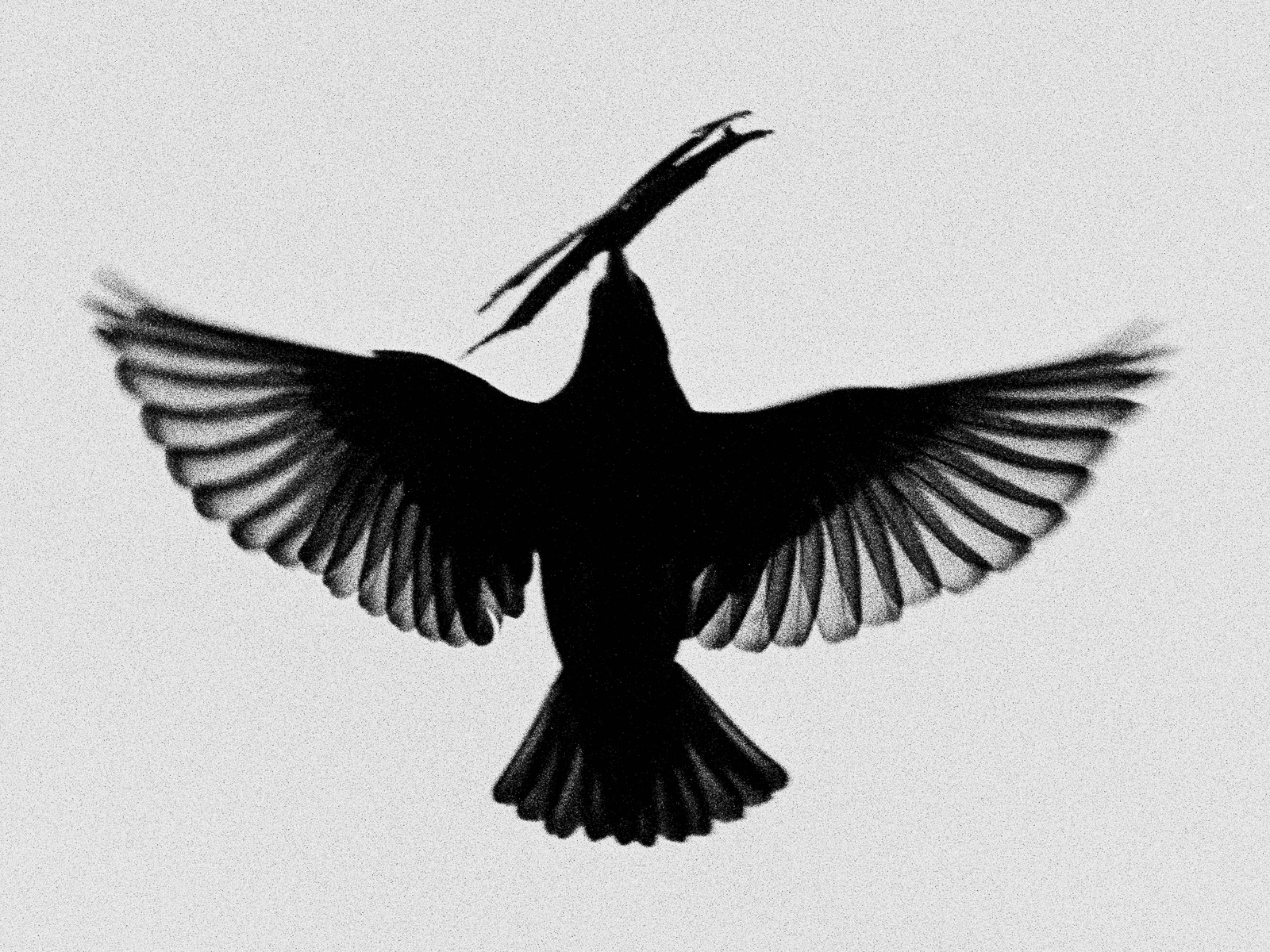 “Understanding the Science”